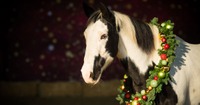 weihnachtsshooting_hoferstall_08.jpg